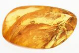 Fossil Dark-Winged Fungus Gnats and True Midges in Baltic Amber #325462-1